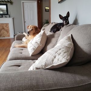 Dog friendly home